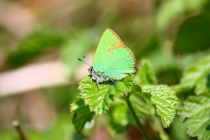Callophrys rubi? - Si